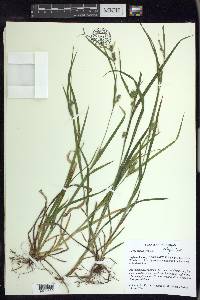 Carex grisea image