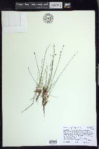 Eleocharis erythropoda image