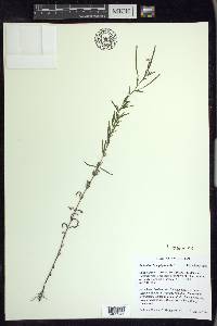 Epilobium leptophyllum image