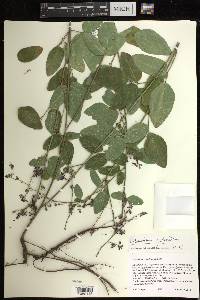 Desmodium glabellum image