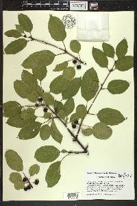 Rhamnus cathartica image