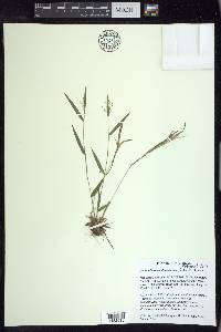 Dichanthelium acuminatum subsp. columbianum image