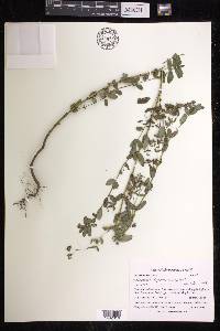 Chamaesyce hyssopifolia image