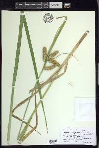 Carex comosa image