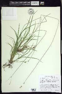 Carex deweyana image