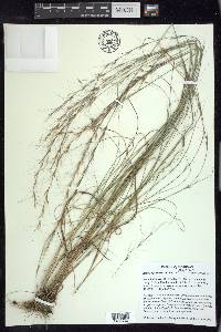 Aristida purpurascens image