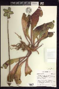 Sarracenia purpurea image