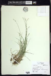 Carex disperma image