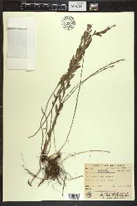 Crocanthemum bicknellii image