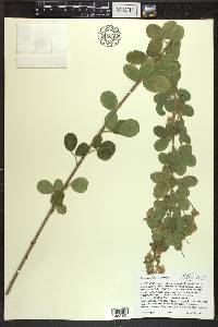 Lespedeza hirta image