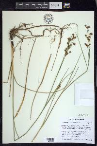 Cladium mariscoides image