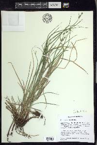 Carex swanii image