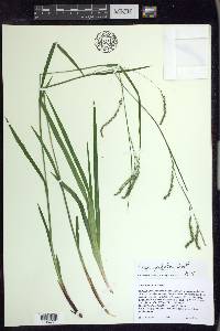 Carex arctata image