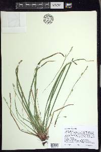 Carex pedunculata image