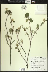 Amelanchier spicata image