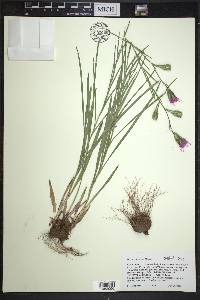 Liatris cylindracea image