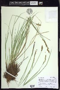 Carex prairea image