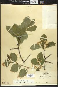 Crataegus succulenta image