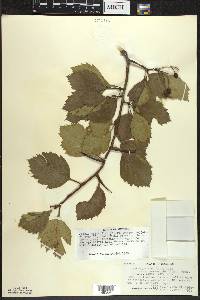 Crataegus succulenta image