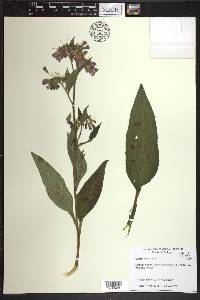 Symphytum officinale image