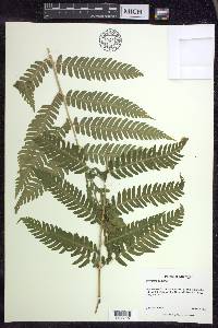 Dryopteris goldieana image