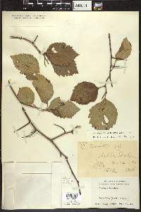 Crataegus calpodendron image