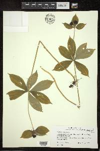 Medeola virginiana image