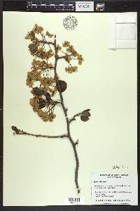 Pyrus calleryana image