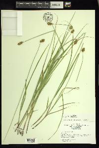 Carex bebbii image