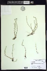 Myosotis stricta image