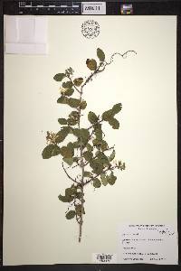 Lonicera morrowii image