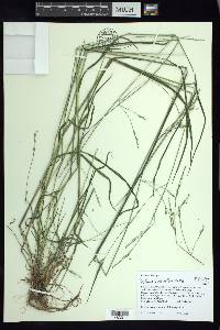 Festuca subverticillata image