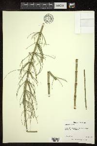 Equisetum fluviatile image