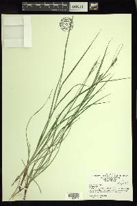 Carex virescens image