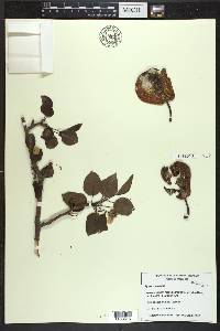 Pyrus communis image