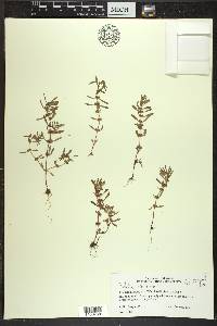 Rotala ramosior image