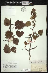 Crataegus mollis image