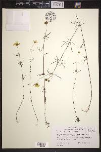 Bidens trichosperma image