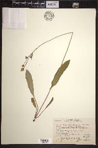 Krigia biflora image