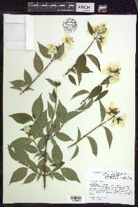 Philadelphus inodorus image