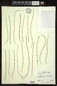 Equisetum variegatum image