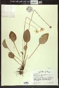 Parnassia glauca image