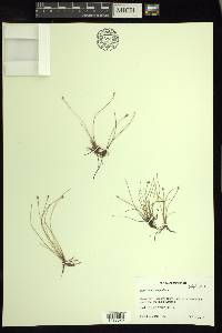 Eleocharis quinqueflora image