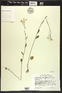 Cardamine bulbosa image