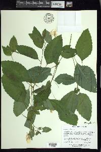 Impatiens pallida image