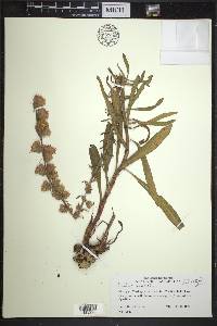 Liatris aspera image