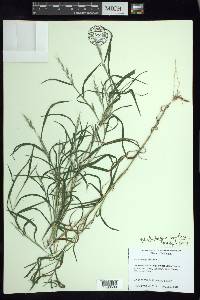 Muhlenbergia frondosa image