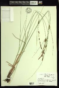 Carex lasiocarpa image