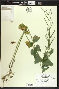 Alliaria petiolata image