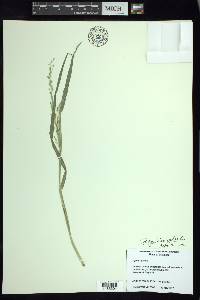 Torreyochloa pallida image